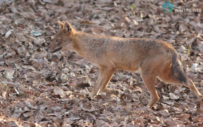 Indian Jackal